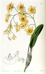 Dendrobium lindleyi (jako syn.